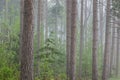 Spring Woodland in Fog