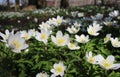 Spring Woodland White Flowers, Anemone nemorosa