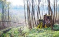 Spring in the woods. Young trees near the old stumps in the spring forest_ Royalty Free Stock Photo