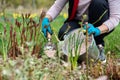 Spring work on flower bed in garden, in backyard, fertilizer Royalty Free Stock Photo