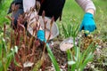 Spring work on flower bed in garden, in backyard, fertilizer Royalty Free Stock Photo