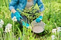 Spring work on flower bed in garden, in backyard, tree peony fertilizer Royalty Free Stock Photo