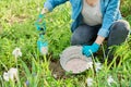 Spring work on flower bed in garden, in backyard, tree peony fertilizer Royalty Free Stock Photo