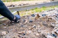 work on the garden beds close-up.Plowing garden soil with mulch and charcoal. Woman's hand in a glove takes care of the