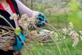 Hands of female gardener in gloves with secateurs pruning hydrangea bush Royalty Free Stock Photo