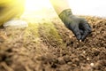 Spring work in the garden. Hands sow seeds in the ground