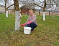 Spring work in a garden, whitewashing of fruit trees