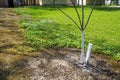 Spring work in the garden. Whitewashing of trees in spring. The young tree is whitewashed to protect against rodents