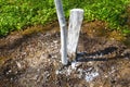 Spring work in the garden. Whitewashing of trees in spring. The young tree is whitewashed to protect against rodents