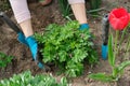 Spring work in garden, woman hands in gloves with garden tools Royalty Free Stock Photo