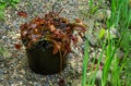 Spring work on transplanting water lily or lotus flower. Water lilies in pots raised from the water on the pond bank.