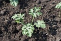 Watermelon sprout grows on the garden bed