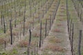 Spring work in the vineyard. winemakers cut vine branches that are long and must be reduced. this optimizes the number of grapes i Royalty Free Stock Photo