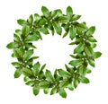 Spring wreath with green leaves and small flower buds