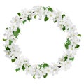Spring wreath with white flowers of apple-tree