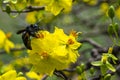 Spring with yellow apricot blossoms for Tet. Vietnam