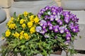 Spring  yellow and blue Pansies bloom in a street concrete flowerpot Royalty Free Stock Photo