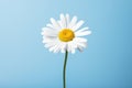 Blue chamomile summer flower plant yellow white spring daisy nature Royalty Free Stock Photo