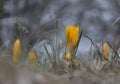 Spring yellow Crocus.Beautiful Spring Flower.Yellow spring flower in the forest