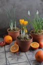 Spring yellow crocuses in a clay pot on a table with other flower pots and plants.