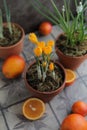 Spring yellow crocuses in a clay pot on a table with other flower pots and plants.