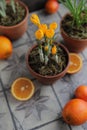 Spring yellow crocuses in a clay pot on a table with other flower pots and plants.