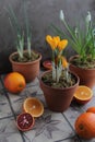 Spring yellow crocuses in a clay pot on a table with other flower pots and plants.