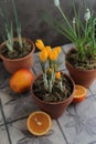 Spring yellow crocuses in a clay pot on a table with other flower pots and plants.