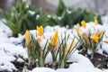 Spring yellow crocuses flower covered with snow Royalty Free Stock Photo