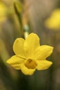 Spring yellow daffodil in bloom closeup center soft focus stem Royalty Free Stock Photo