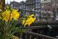 Spring yellow daffodils in the city Royalty Free Stock Photo