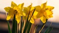 Spring yellow daffodils, daffodils in the light of the morning sun Royalty Free Stock Photo