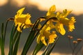 Spring yellow daffodils, daffodils in the light of the morning sun Royalty Free Stock Photo