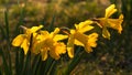 Spring yellow daffodils, daffodils in the light of the morning sun Royalty Free Stock Photo