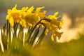 Spring yellow daffodils, daffodils in the light of the morning sun Royalty Free Stock Photo