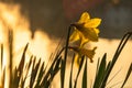 Spring yellow daffodils, daffodils in the light of the morning sun Royalty Free Stock Photo