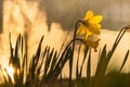 Spring yellow daffodils, daffodils in the light of the morning sun Royalty Free Stock Photo