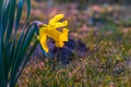 Spring yellow daffodils, daffodils in the light of the morning sun Royalty Free Stock Photo