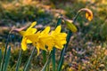 Spring yellow daffodils, daffodils in the light of the morning sun Royalty Free Stock Photo