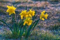 Spring yellow daffodils, daffodils in the light of the morning sun Royalty Free Stock Photo