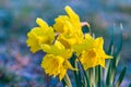 Spring yellow daffodils, daffodils in the light of the morning sun Royalty Free Stock Photo