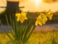 Spring yellow daffodils, daffodils in the light of the morning sun Royalty Free Stock Photo