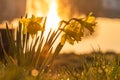 Spring yellow daffodils, daffodils in the light of the morning sun Royalty Free Stock Photo