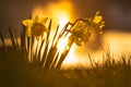 Spring yellow daffodils, daffodils in the light of the morning sun Royalty Free Stock Photo