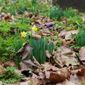 Spring yellow daffodils flowers with dry brow leaves Royalty Free Stock Photo