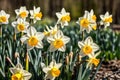 Spring yellow Daffodils Narcissus flowers backlit by sunshine. Royalty Free Stock Photo