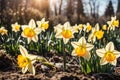 Spring yellow Daffodils Narcissus flowers backlit by sunshine. Royalty Free Stock Photo