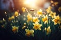 Spring yellow Daffodils Narcissus flowers backlit by sunshine. Royalty Free Stock Photo