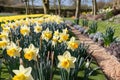 Spring yellow Daffodils Narcissus flowers backlit by sunshine. Royalty Free Stock Photo