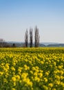 Spring yellow field of blooming raps with trees in the background and blue sky above. Royalty Free Stock Photo